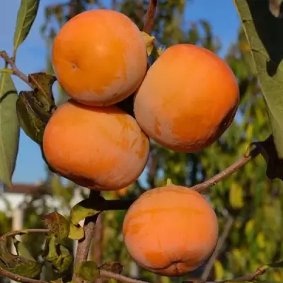 Хурма РОССИЯНКА в Сморгони