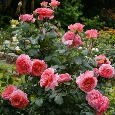 Роза ЛОРАН КАБРОЛЬ шраб в Сморгони