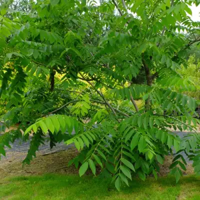 Орех МАНЬЧЖУРСКИЙ в Сморгони