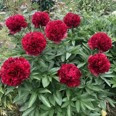 Пион ГАЛАКТИКА травянистый в Сморгони