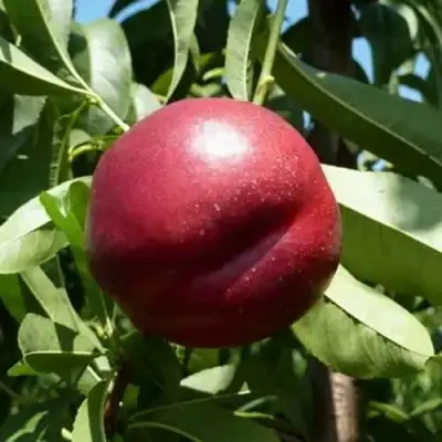 Нектарин БИГ-ТОП в Сморгони