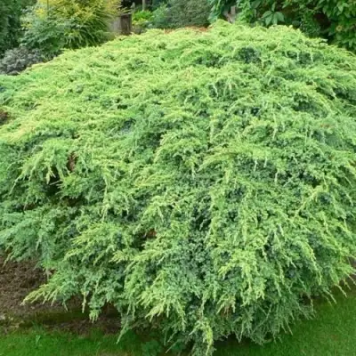 Можжевельник ХОЛГЕР чешуйчатый в Сморгони