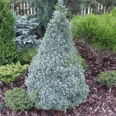 Ель САНДЕРС БЛЮ канадская в Сморгони