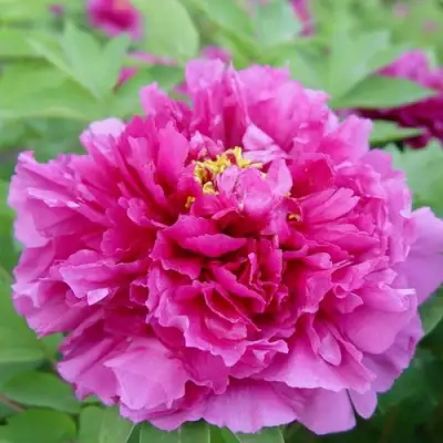 Пион ЛИЛОВАЯ ФАНТАЗИЯ древовидный в Сморгони