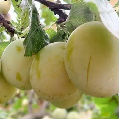 Слива УТРО в Сморгони