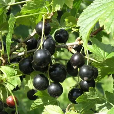 Смородина чёрная ПАМЯТЬ ВАВИЛОВА в Сморгони