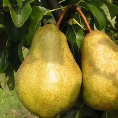 Груша СИЛЬВА в Сморгони