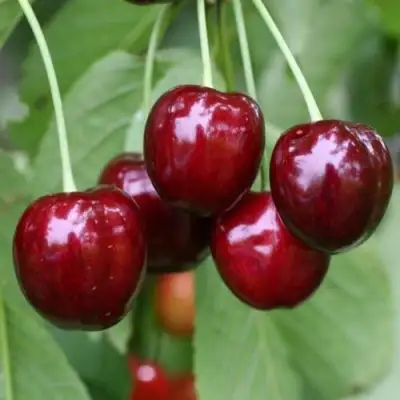 Черешня ВАЛЕРИЙ ЧКАЛОВ в Сморгони