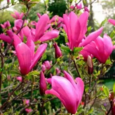 Магнолия СЬЮЗАН в Сморгони