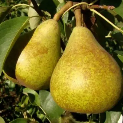 Груша ГЕНЕРАЛ ЛЕКЛЕРК в Сморгони