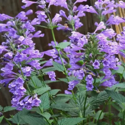 Котовник БЛЮ ДРИМС полусидячий в Сморгони