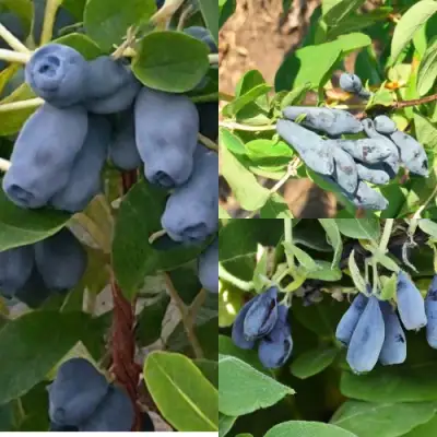 Комплект СЕВЕРНЫЕ ВИТАМИНЫ в Сморгони