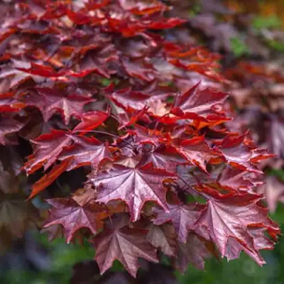 Клен КРИМСОН КИНГ остролистный в Сморгони