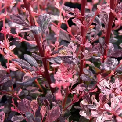 Барбарис АРЛЕКИН тунберга в Сморгони