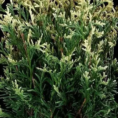 Туя ГОЛД ПЕРЛ западная в Сморгони