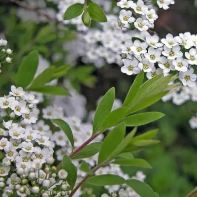 Спирея АРГУТА в Сморгони