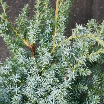 Можжевельник БЛЮ АЛЬПС китайский  в Сморгони