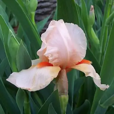 Ирис ПАТИ ДРЕСС бородатый в Сморгони