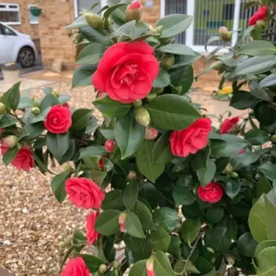 Камелия ЛЕДИ КЭМПБЕЛЛ в Сморгони