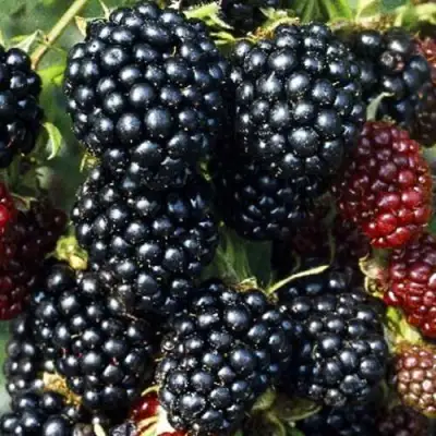 Ежевика ЭВЕРГРИН бесшипная  в Сморгони