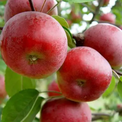 Яблоня ПОСПЕХ в Сморгони