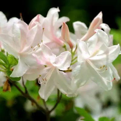 Азалия УАЙТ ЛАЙТС листопадная в Сморгони