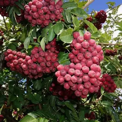 Рябина ТИТАН сладкоплодная  в Сморгони