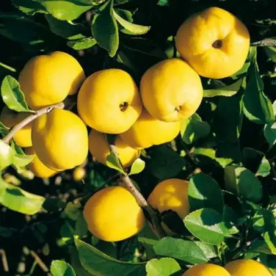 Айва ЦЕЗАРЬ в Сморгони