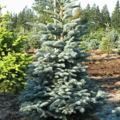 Пихта благородная в Сморгони
