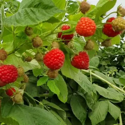 Малина КВЕЛЛИ в Сморгони