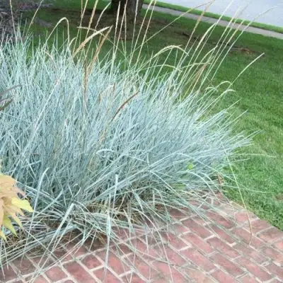 Элимус БЛЮ ДЮН песчаный в Сморгони