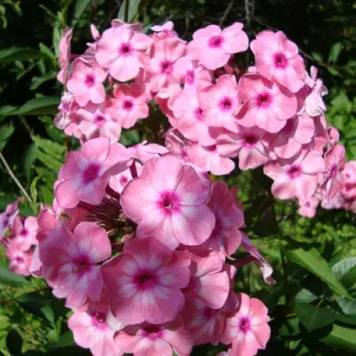 саженцы флокса