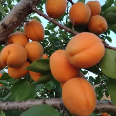 Абрикос ГОЛД РИЧ в Сморгони