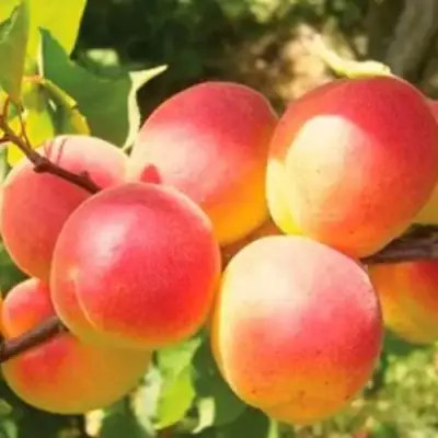 Абрикос NJA-19 в Сморгони