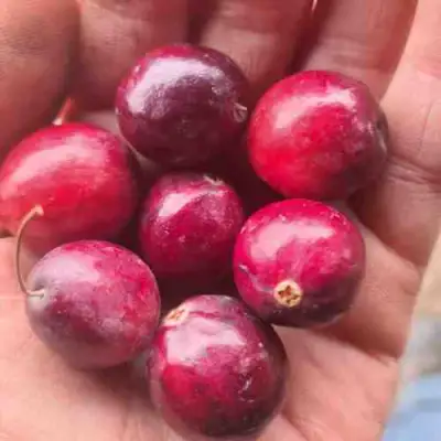 Клюква БАИН 6 в Сморгони