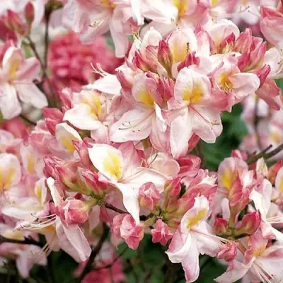 Азалия САТОМИ японская в Сморгони