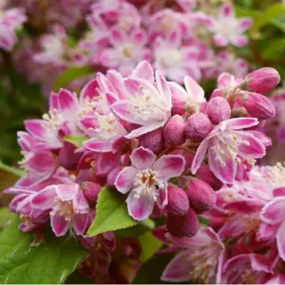 Дейция СТРОБЕРРИ ФИЛДС  в Сморгони