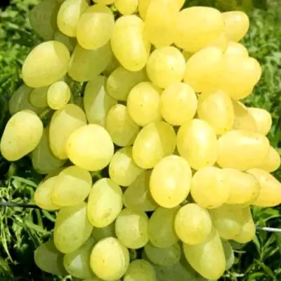 Виноград ЗАРНИЦА в Сморгони