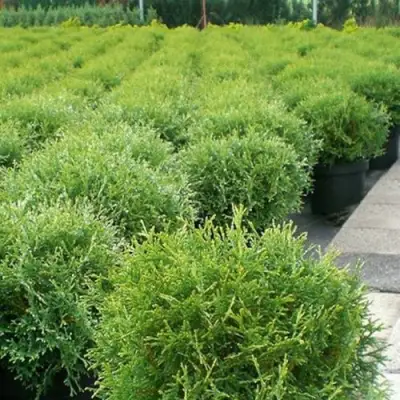 Туя ТИНИ ТИМ западная в Сморгони