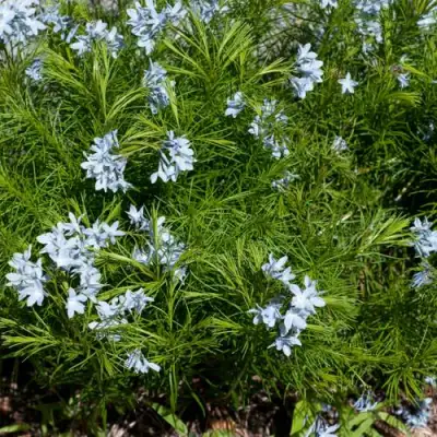 Амсония РЕСНИТЧАТАЯ в Сморгони