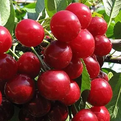 Вишня ГЛУБОКСКАЯ в Сморгони