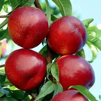 Нектарин БИГ-ТОП в Сморгони