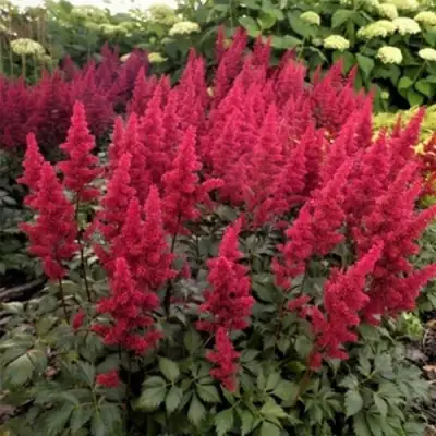 Астильба ФАНАЛ в Сморгони