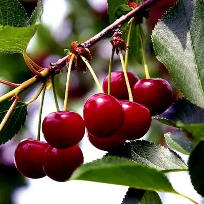 Вишня РИВАЛ в Сморгони