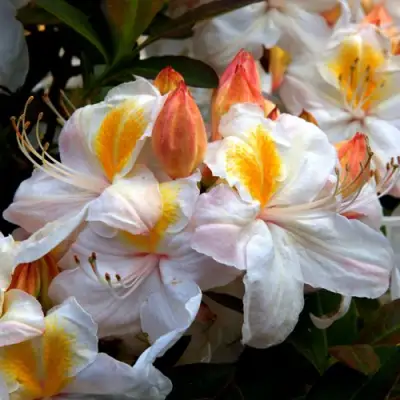 Азалия СИЛЬВЕР СЛИППЕР листопадная в Сморгони