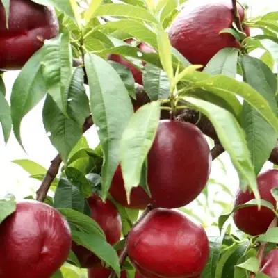 Нектарин ФАНТАЗИЯ в Сморгони