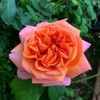 Роза РЕНЕ ГОССИНИ чайно-гибридная в Сморгони