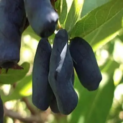 Жимолость съедобная РОКСАНА в Сморгони