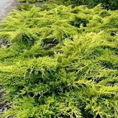 Можжевельник ОЛД ГОЛД средний в Сморгони