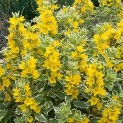 Вербейник АЛЕКСАНДР точечный в Сморгони